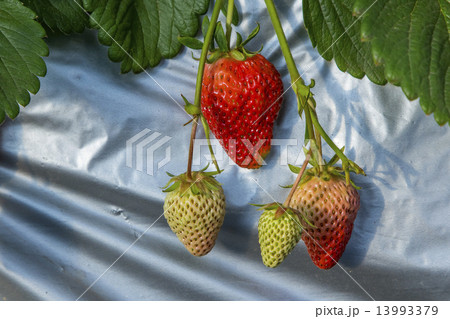未熟のいちご 未熟のいちご 13993379