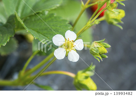 いちごの花びら 13993482