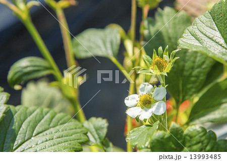 いちごの花びら 13993485