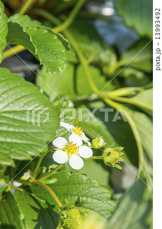 いちごの花びら 13993492