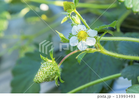 いちごの花びら 13993493