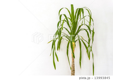 観葉植物 観葉植物 13993845