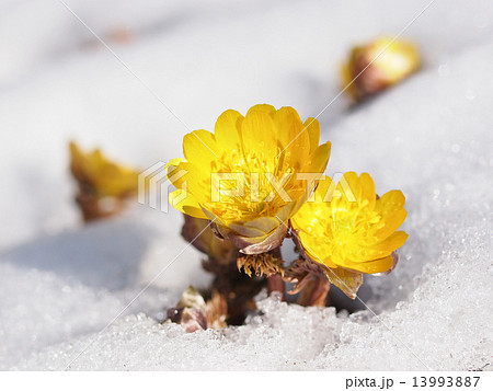雪と福寿草 13993887
