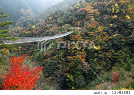 11月 紅葉の梅の木轟公園吊橋 九州の秋景色の写真素材