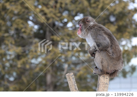 ななサル 世界で最も美しいサル、黄門サルの名を持つブラッザグエノン（ブラッザ