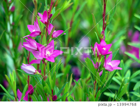 クロウエア（サザンクロス） 13994768