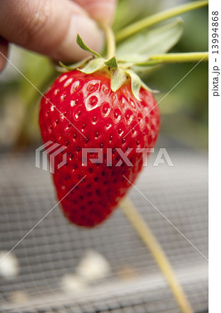 紅ほっぺ 13994868