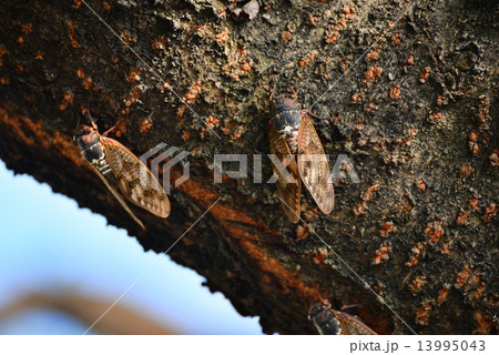 蝉 アブラゼミ 蝉 アブラゼミ 13995043