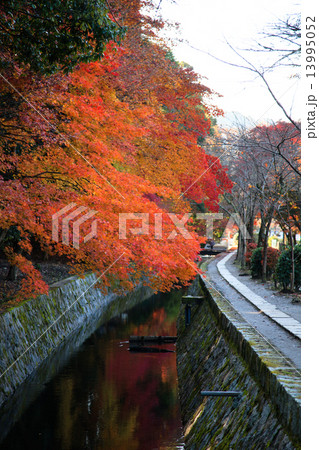 哲学の道の紅葉 13995052