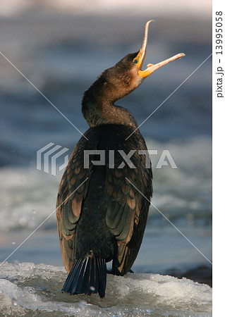 Cormorant on the river in winter Double-crested cormorant 13995058