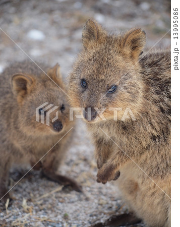 オーストラリア・ロットネス島の珍獣クオッカ 13995086
