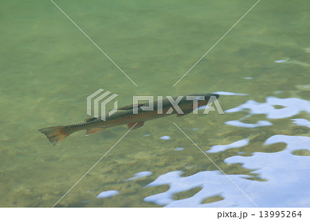 ニジマス 13995264