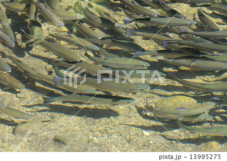 ニジマスの群れ 13995275