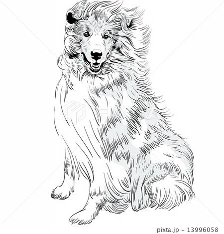 Vector sketch dog Rough Collie breed hand drawing vector Vector sketch dog Rough Collie breed hand drawing vector 13996058