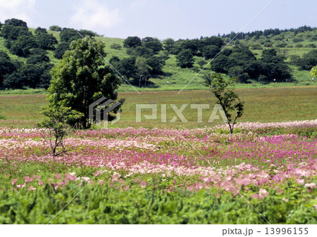 八島ヶ原湿原シモツケソウ 八島ヶ原湿原シモツケソウ 13996155