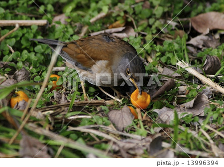 キンカンを食べるヒヨドリ キンカンを食べるヒヨドリ 13996394