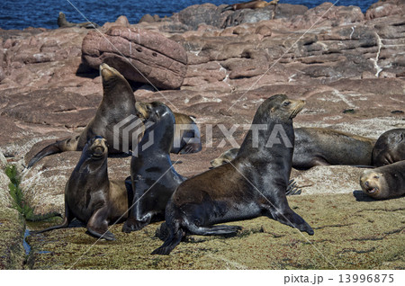 Sea lions seal while relaxing on the rocks 13996875
