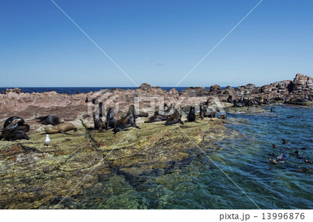 Sea lions seal while relaxing on the rocks Sea lions seal while relaxing on the rocks 13996876