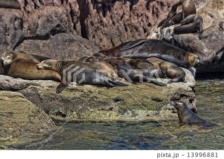 sea lion seals relaxing 13996881
