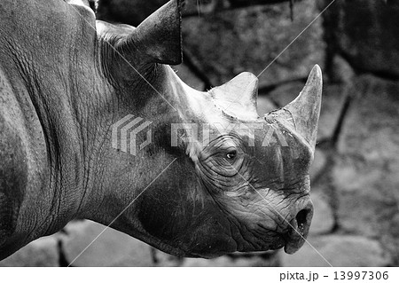 クロサイ 13997306