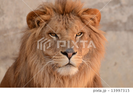 オスライオン 13997315