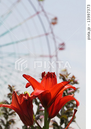 ユリ赤花と観覧車 ユリ赤花と観覧車 13997373