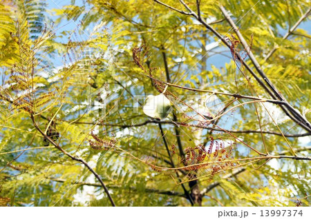 ジャカランダの果実 13997374