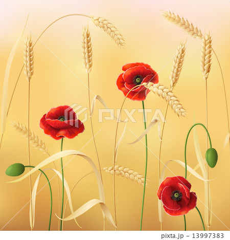 Wheat and poppy Wheat and poppy 13997383