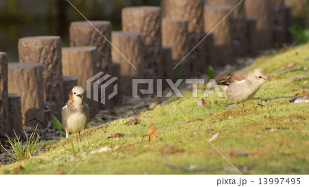 コムクドリ コムクドリ 13997495