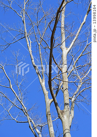 エノキ（榎） 13998164