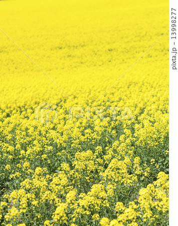 菜の花 13998277