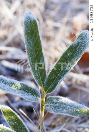 冬の訪れ（霜） 13998752