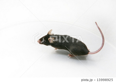 ハツカネズミ　ペット　ねずみ　House mouse 13998925