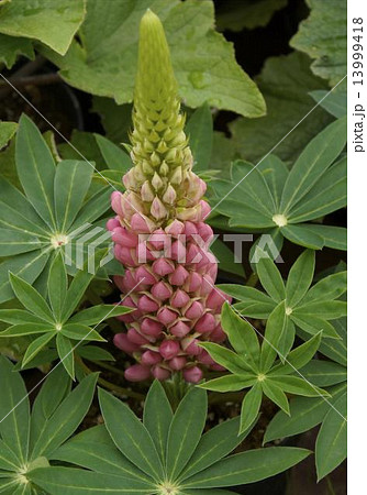 ルピナス　01 13999418