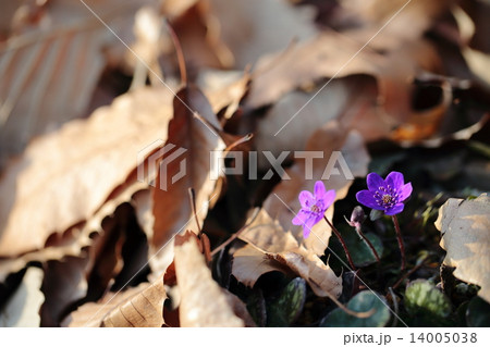 春の訪れ・イワウチワ 14005038