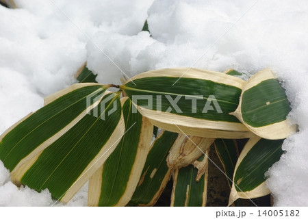 雪のクマザサ 雪のクマザサ 14005182