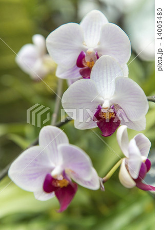 胡蝶蘭 胡蝶蘭 14005480