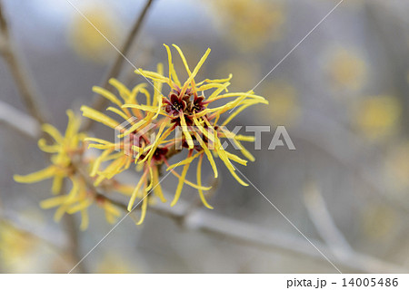 万作の花 14005486