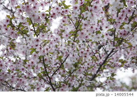 千島桜 14005544