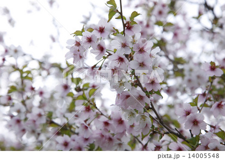 千島桜 14005548