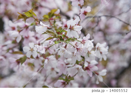 千島桜 千島桜 14005552