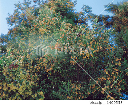 杉花粉 14005584
