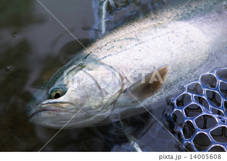 釣り上げたサクラマス 14005608