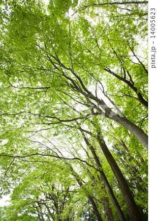 新緑の樹木 14005623