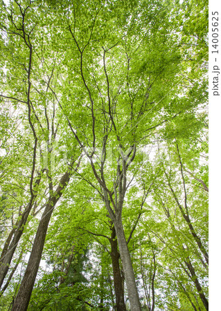 新緑の樹木 新緑の樹木 14005625