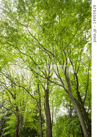 新緑の樹木 14005626