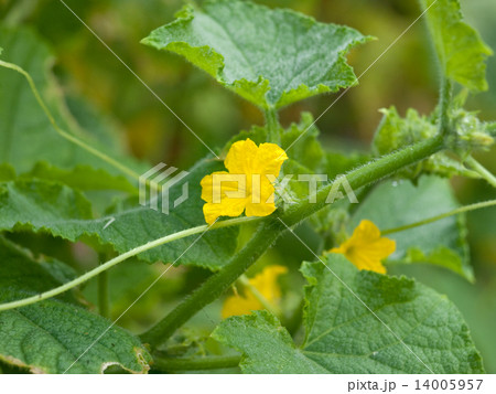 キュウリの花と葉と茎 学名 Cucumis Sativus の写真素材
