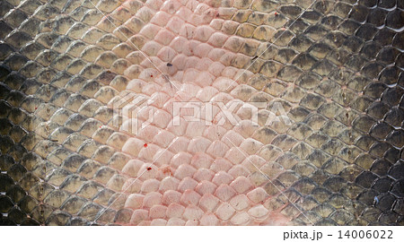 Arapaima Pirarucu skin, top view, background Arapaima Pirarucu skin, top view, background 14006022
