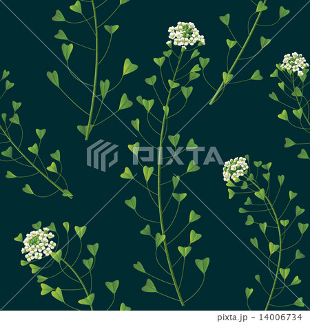 Wildflowers Wildflowers 14006734
