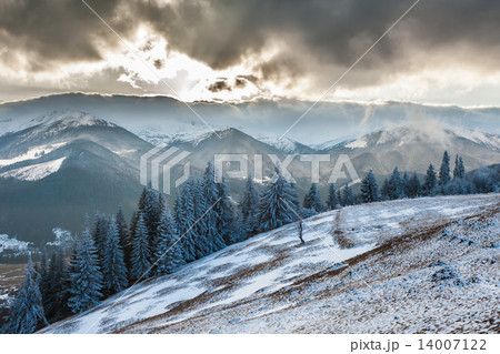 Christmas background with snowy fir trees Christmas background with snowy fir trees 14007122